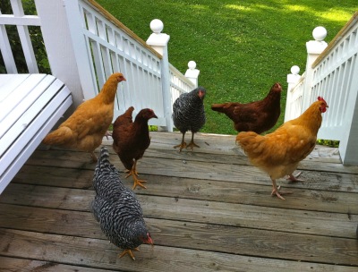 Chickens at the Backdoor