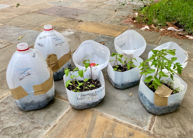 How to Start Seeds in a Recycled Milk Jug@judyschickens