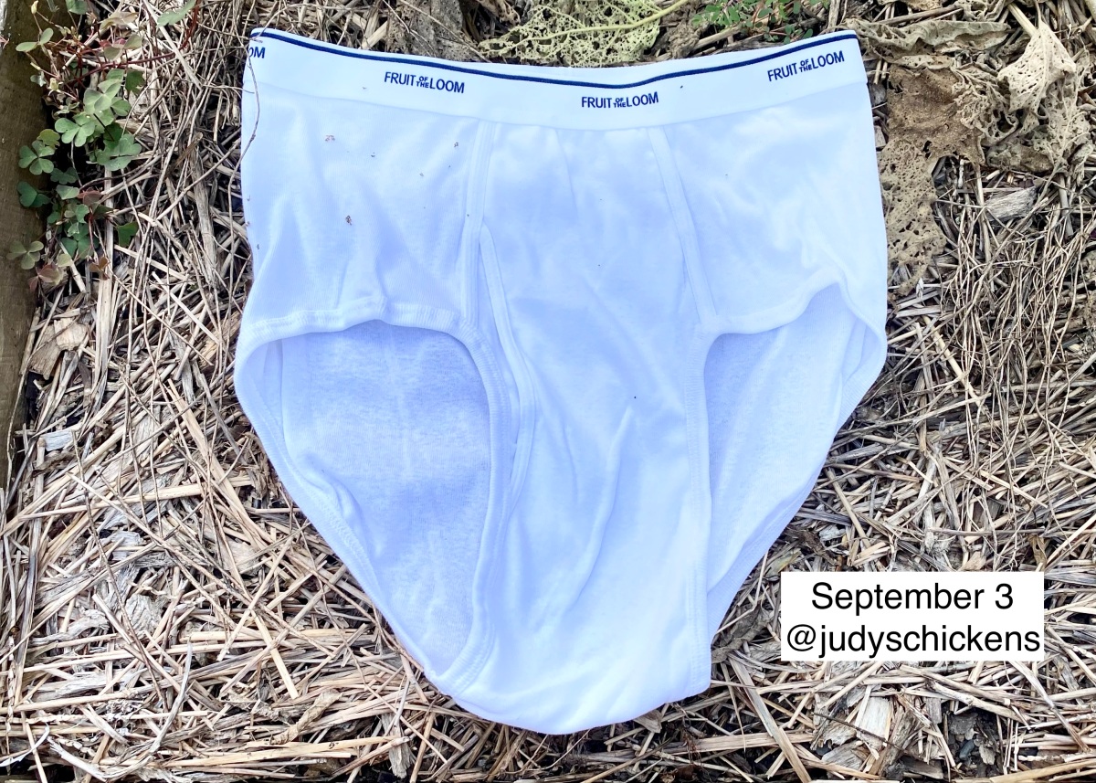 Soil My Undies Challenge: Measuring Soil Biology with a Pair of Briefs 