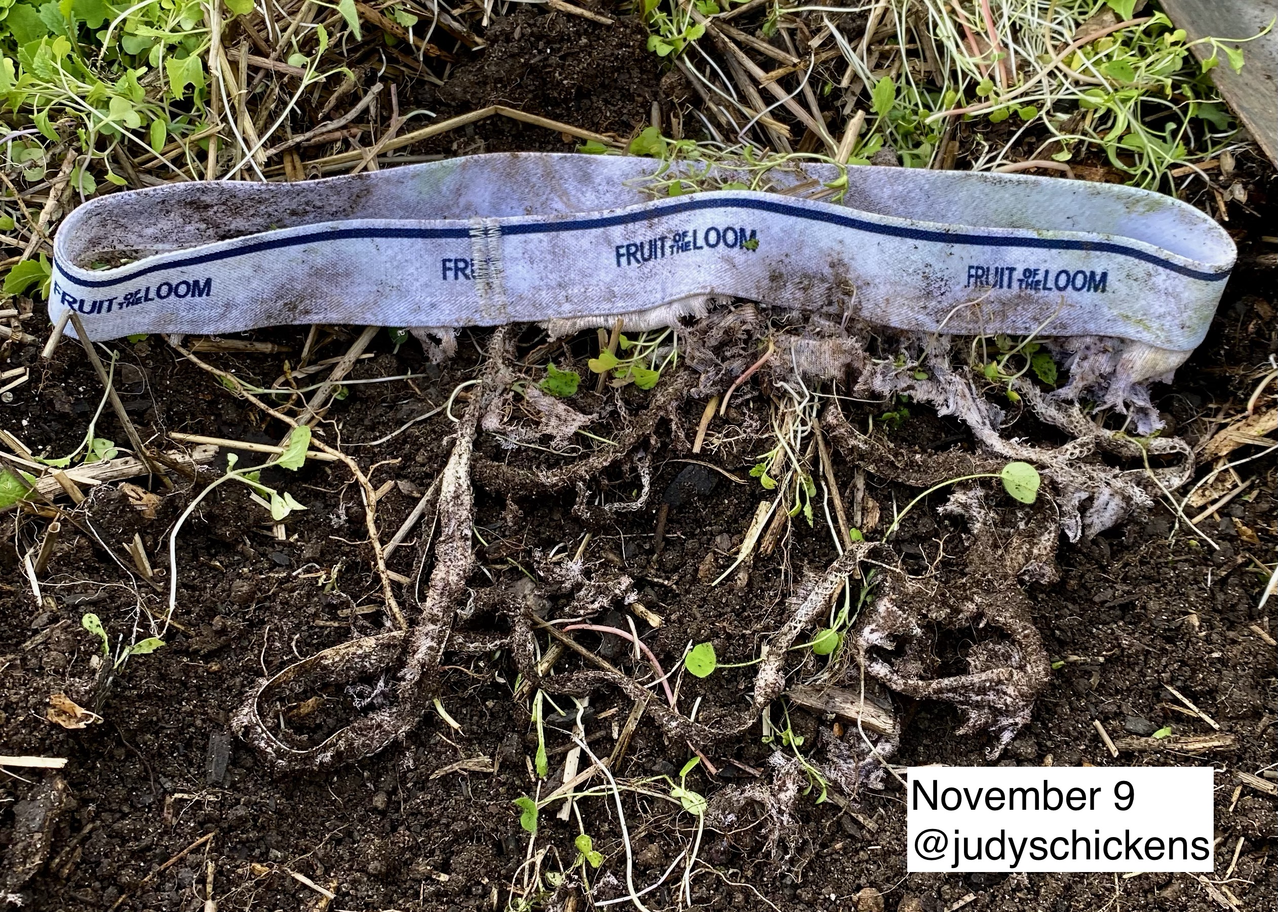 The Soil Your Undies Challenge- A Simple Home DIY Test for Soil